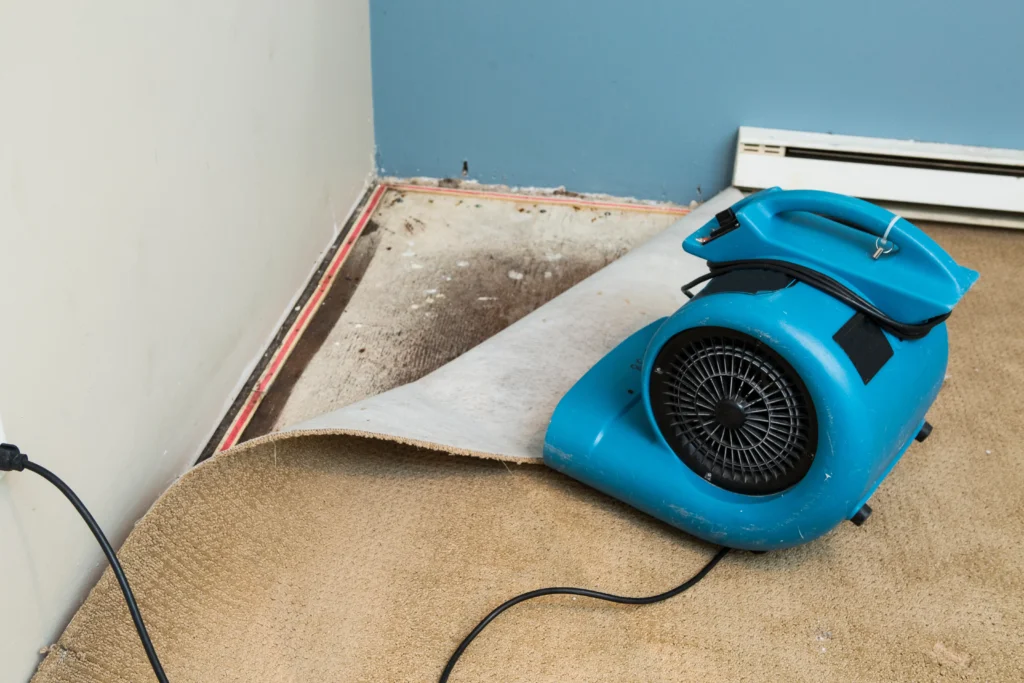 drying out carpet